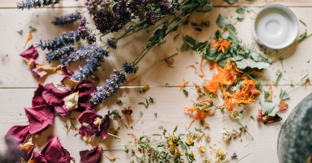 découvrez le pouvoir des plantes médicinales pour la guérison naturelle. explorez une large gamme de solutions à base de plantes efficaces pour les affections courantes, favorisant le bien-être holistique et améliorant votre santé globale.