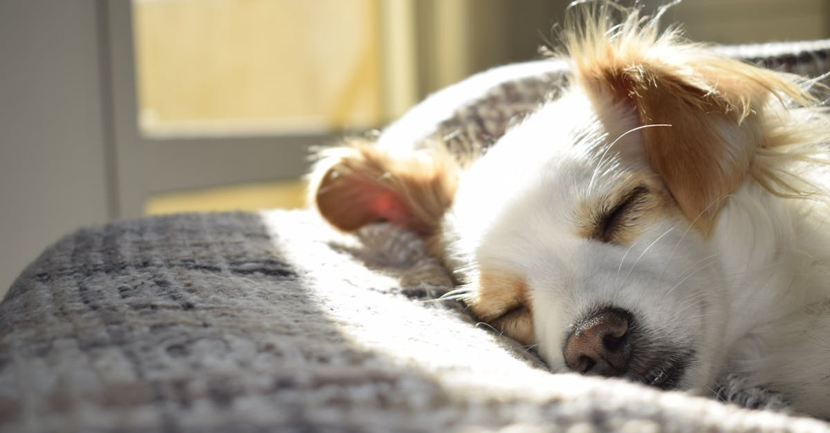 découvrez le confort de sommeil ultime avec nos solutions de literie de haute qualité conçues pour améliorer votre repos. Vivez une nuit de sommeil réparatrice avec des matériaux sur mesure et des designs innovants qui garantissent un soutien et une relaxation optimaux.