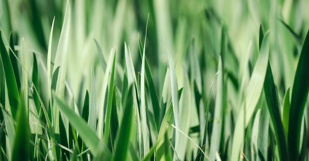 discover everything you need to know about shoulder blades, including their anatomy, functions, common injuries, and exercises to strengthen and protect them. learn how to care for your shoulder blades for better mobility and pain relief.