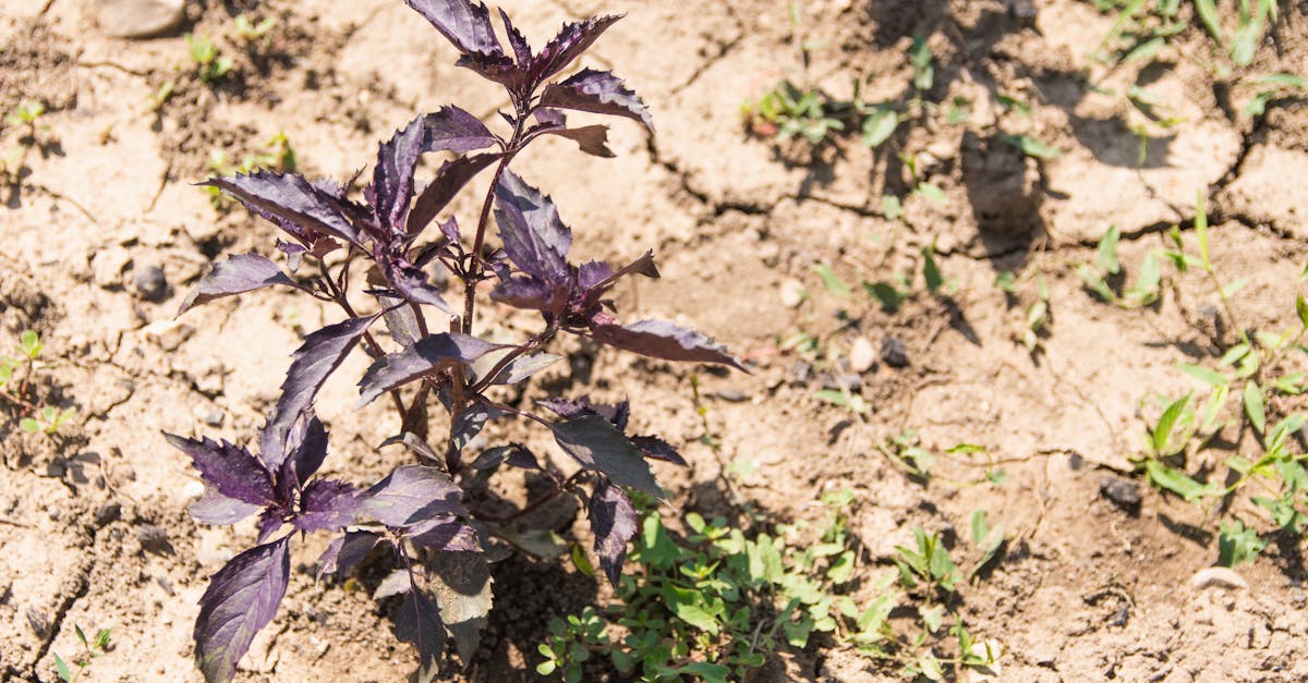 explore the concept of sustainable resilience, focusing on strategies and practices that enhance the ability of communities and ecosystems to adapt, recover, and thrive in the face of environmental challenges and changes.