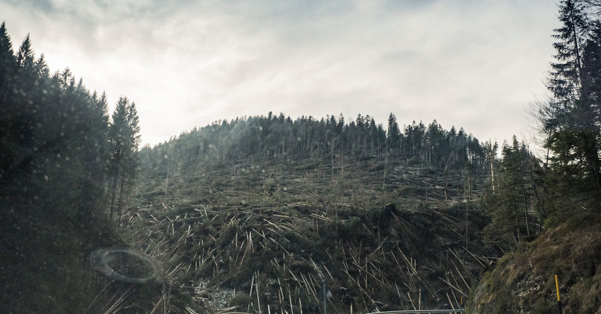 explore the concept of sustainable resilience, emphasizing strategies and practices that enable communities and ecosystems to withstand and adapt to challenges while promoting long-term sustainability and environmental health.