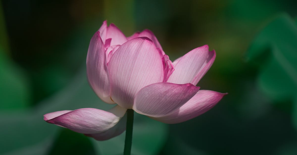 Adoptez la voie de la tranquillité dès aujourd'hui. Pour en savoir plus sur nos techniques innovantes, visitez notre site web et transformez votre parcours vers la santé avec Pulse Align !