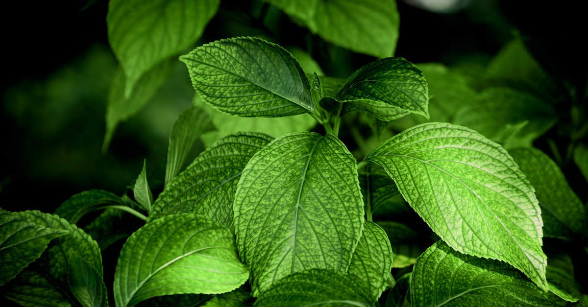 discover effective home remedies to treat common ailments and enhance your well-being naturally. explore simple, tried-and-true solutions using ingredients found in your kitchen.